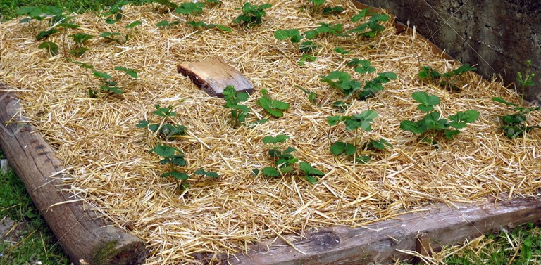 Techniques et Astuces pour un paillage efficace